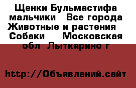 Щенки Бульмастифа мальчики - Все города Животные и растения » Собаки   . Московская обл.,Лыткарино г.
